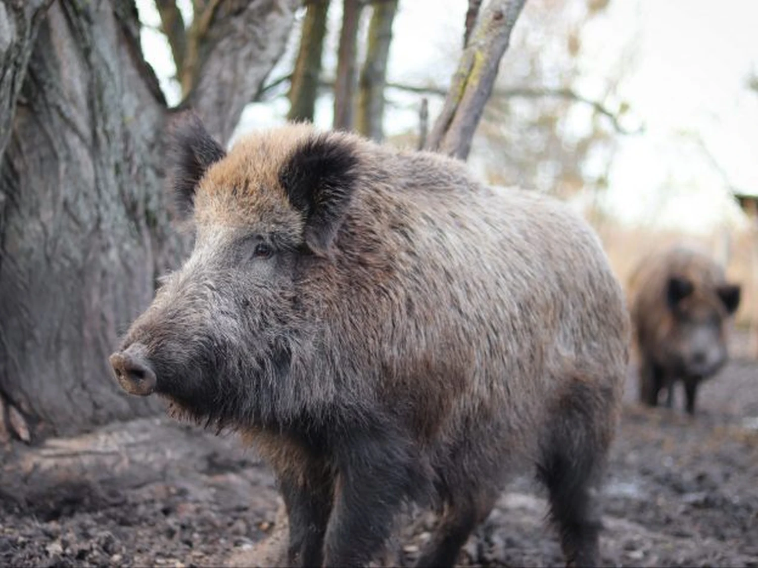 Hofeigener Honig und Wild